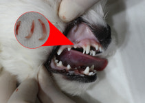 동물도 치아건강이 오복 중에 으뜸