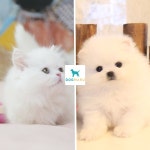 도그마루 보호소, 파양된 강아지 고양이 임시보호 후 입양 보내기 프로젝트 이어가