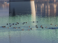 가평 자라섬 남도 가는길 북한강변따라 겨울철새들 천국있다