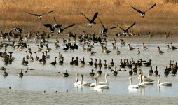 모처럼 맑은 날씨… 철새들의 휴식