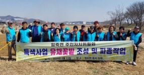 안성 일죽면 자치위, 청미천 산책로변 유채꽃 파종 행사