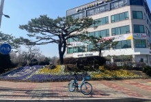 안양시 동안구,  녹지화단 2곳·가로화분 46곳에 팬지 1만3100본 식재