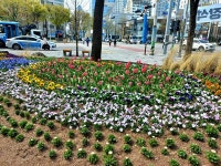 인천시 남동구, 주요 도로변 봄맞이 초화 식재