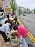 고양시 일산서구 대화동, 통장협의회와 함께 봄꽃 심기 나서