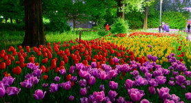 알록달록 달빛 아래 더 빛나는 튤립