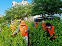 인천 계양3동 자치회, 서부간선수로변 잡초 제거·쓰레기 줍기 정비