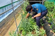 경기북부경찰청, 양귀비 개화시기 집중단속 … 불법 재배 134건 단속