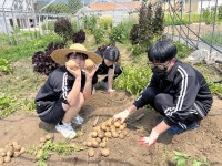 가평 조종고 학생들 텃밭 농사 구슬땀 수확 감자 60kg 나눔사랑 실천
