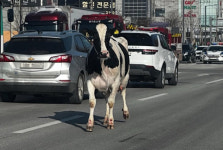 평택서 도축장 실려가던 젖소 탈출 경찰, 경기대로서 포획 주인에 인계
