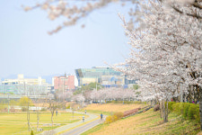 오산천 따라 벚꽃과 함께… 벚꽃데이 축제 5일 개막