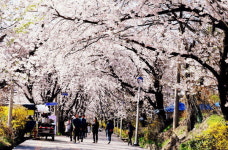 강화 북문 벚꽃길 야간 관람
