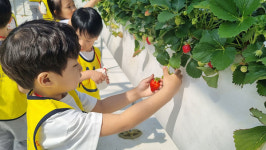 이천남초병설유치원, 딸기 수확 교외체험학습 실시