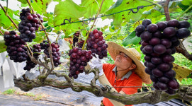 포도가 주렁주렁