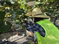포도 한 송이 오기까지… 수백수천의 허리숙임 있었구나