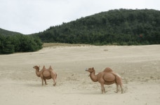 인천연안 자연제방 해안사구, 관리부재로 증발 위기