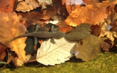 인천 환경단체 만수천 복원 장기적 구상 필요