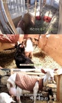 삼시세끼 잭슨, 아기 염소 두 마리 순산 뭉클