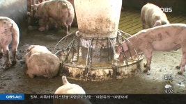 전북 고창서도 구제역 의심 신고 접수