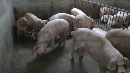 충남 공주·천안 농장 2곳 구제역 확진