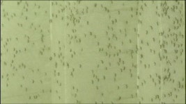 美플로리다주서 모기에 물린 지카 감염자 14명