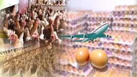 태영자연란 영농조합법인 | 이번 주 신선란 사상 첫 수입…설 전 시장 공급