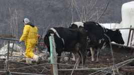 구제역 수도권도 뚫렸다…연천 젖소농장 양성 반응