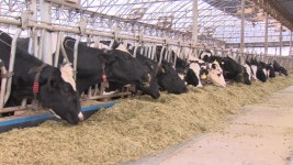 연천 구제역 이동 제한 오늘부터 해제