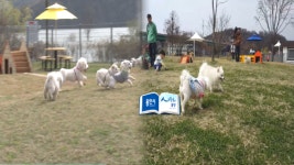 국내 최대 규모 반려견 놀이터 용인에 개장