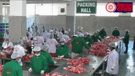 소 신성시하는 인도, 세계 최대 소고기 수출국