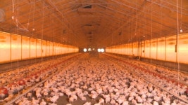 경기도, AI 예방 선진 방역형 동물 복지농장 도입