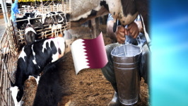 [이써머리] 카타르 생활물가 폭등…젖소 수입 자급자족 생활