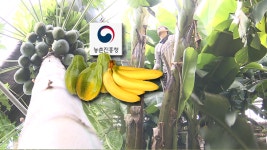 농촌진흥청, 국내 적합한 아열대 작물 20종 선발