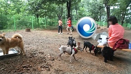 300만 도시 인천에 반려동물 놀이터 만든다