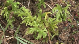 희귀 식물 물석송 80년 만에 발견