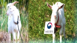 건강한 산지생태축산…염소가 가장 효과적