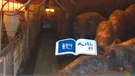 용인시, 축산 악취 뿌리 뽑는다