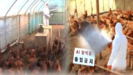 화성 농가서 고병원성 AI 확진…평택서도 의심 신고