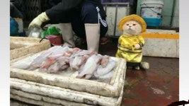 [오늘의 세계] 고양이에게 생선 가게 맡긴 재래시장