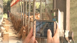 스마트팜 한우 농장 생산성 쑥쑥