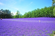 겨울에 가야 제격인 북해도의 매력