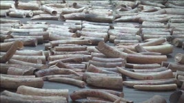 싱가포르에서 코끼리 300마리 분 상아 적발