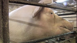 연천 농장주, 폐사한 아기 돼지 묻었다