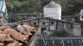 연천 확진 이틀 만에 파주 2곳 의심신고