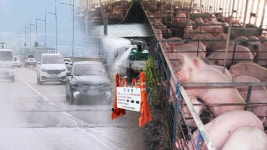 ASF 강화·연천 의심 신고 잇따라…구제역식 방역망 허점?