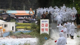 파주 ASF 확진 잇따라…무허가 농가도 포함