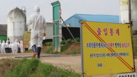 충남 아산서 고병원성 의심 AI 바이러스 검출