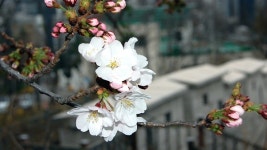 서울 벚꽃 폈다…1922년 관측 이래 가장 빨라