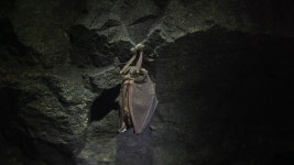 中 우한연구소, 코로나19 동남아 기원 제기