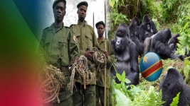 민주 콩고, 코로나19에 고릴라 수난