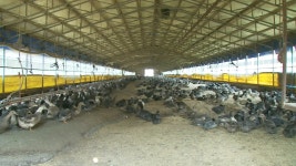 충북 음성 메추리농장서 고병원성 AI 확진